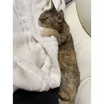 華宮 れい