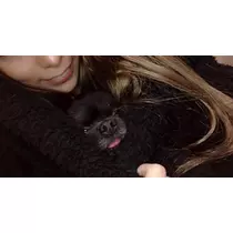 ティナ