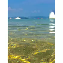 ことり