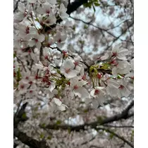 ここな