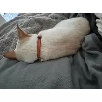 足立 はな