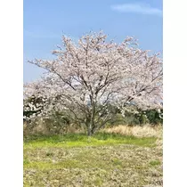 美穂