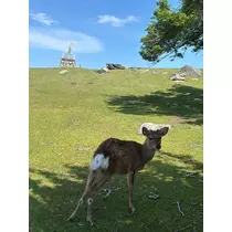 あや