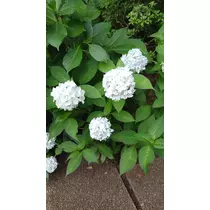 ♡あき♡