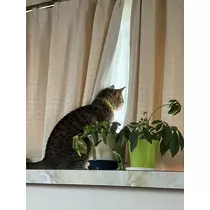 花咲 みらい