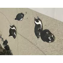 あすか