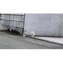 猫羽 のん