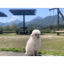 立華 碧