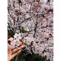 黒川 すみれ