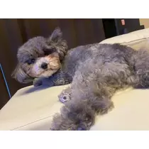 うづき ふうか