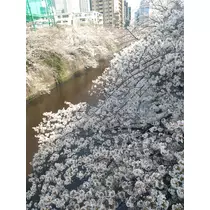 友美