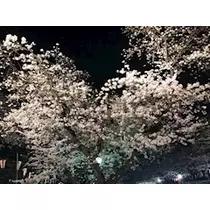 リオ