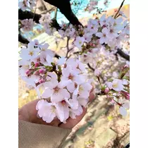 橘 美桜