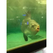 愛羽 仁美