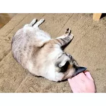 ひな