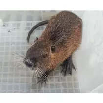エミ （スタッフ）