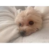 葉月 りほ
