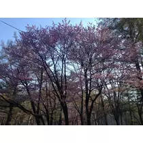 蓮見 リア