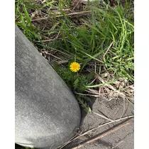 緑 四葉