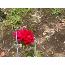 セナ