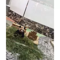 ありす