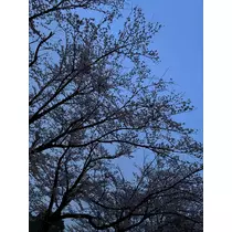 もえ