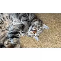 花咲 みらい