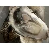 日向 茉莉