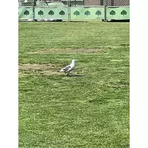 成海 まお