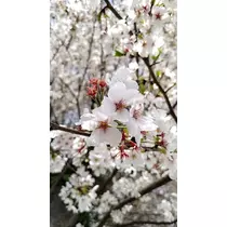 あんず