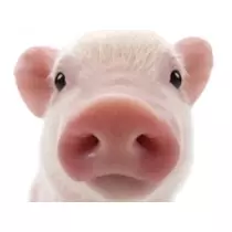 さくら