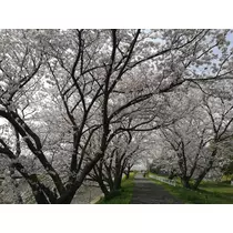 宝條 夏恋