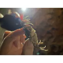 吉田 あゐる