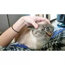 ひな