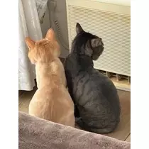 桐島 りゅう