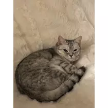 佐倉 里緒