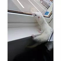 あや