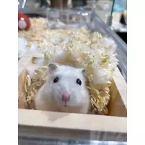 あんな