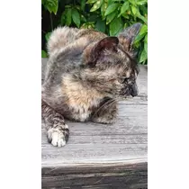 ひな