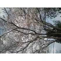 桃瀬 百華
