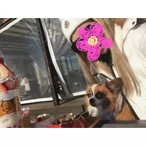 あいら