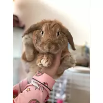 ハルカ