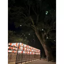 のぞみ
