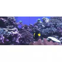 あいか