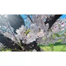 あすか