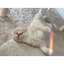 あおい