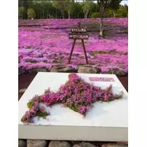 宝條 夏恋