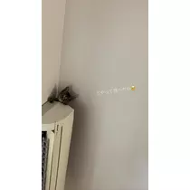 七星 舞冬