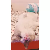 あこ