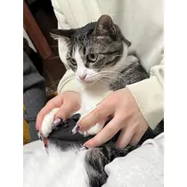 ユズ